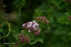 Origanum vulgare